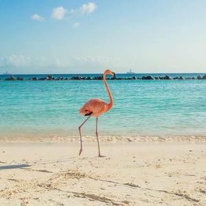 Meet your Posher, Wanda